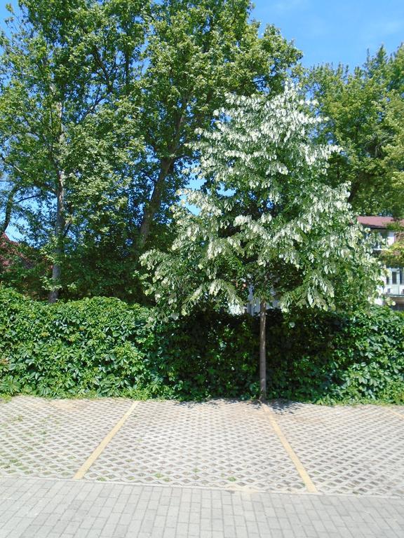 Sunny Apartman Siofok Dış mekan fotoğraf